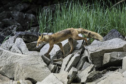 Image of fox, red fox