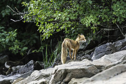 Image of fox, red fox