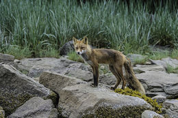 Слика од Црвена лисица