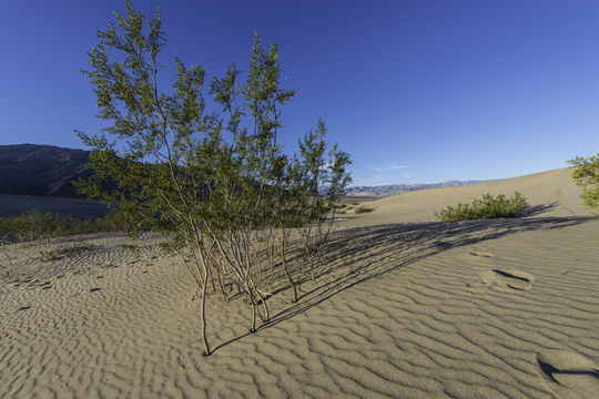 Image de Larrea tridentata (Sesse & Moc. ex DC.) Coult.