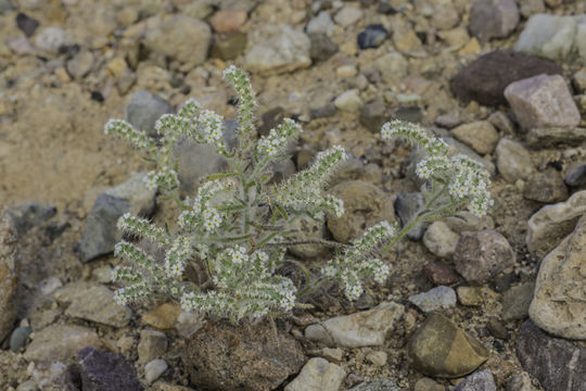 صورة Cryptantha angustifolia (Torr.) Greene