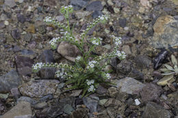 Image of Panamint cryptantha