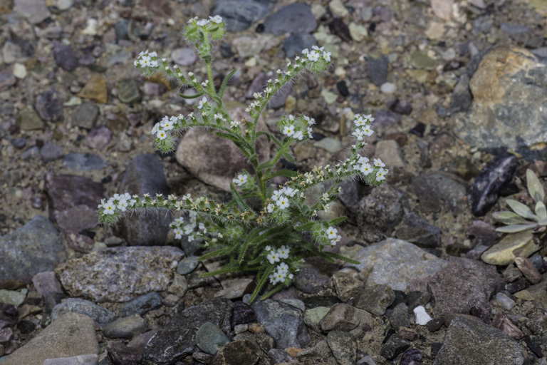 صورة Cryptantha angustifolia (Torr.) Greene