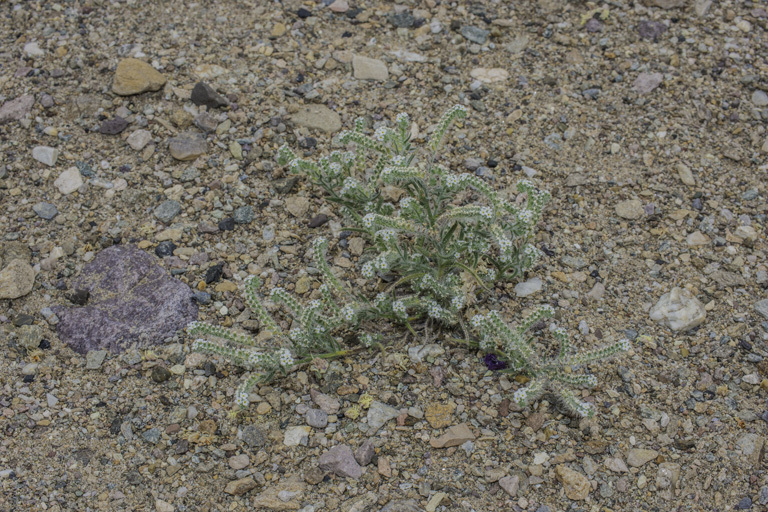 Image of Panamint cryptantha