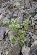 Image of Panamint cryptantha