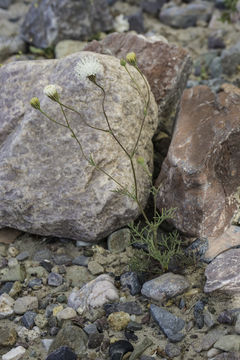 Image of pebble pincushion