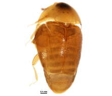 Image of Corylophinae