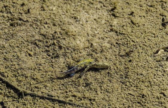 Image of Cottonball Marsh Pupfish