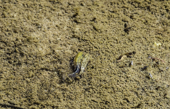 Image of Cottonball Marsh Pupfish