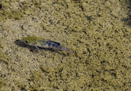 Image of Cottonball Marsh Pupfish