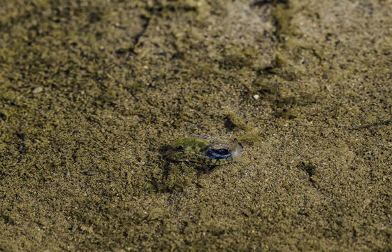 Image of Cottonball Marsh Pupfish