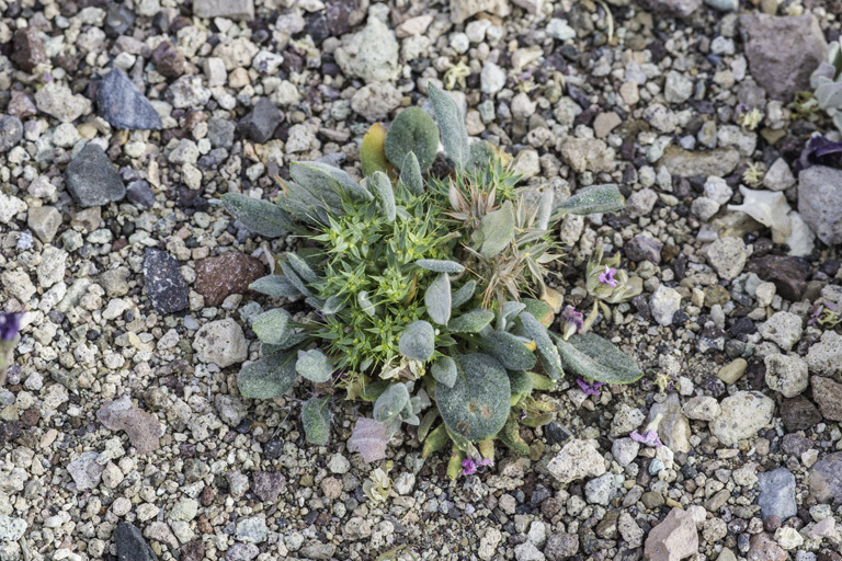 Image of devil's spineflower