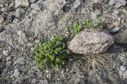 Image of devil's spineflower