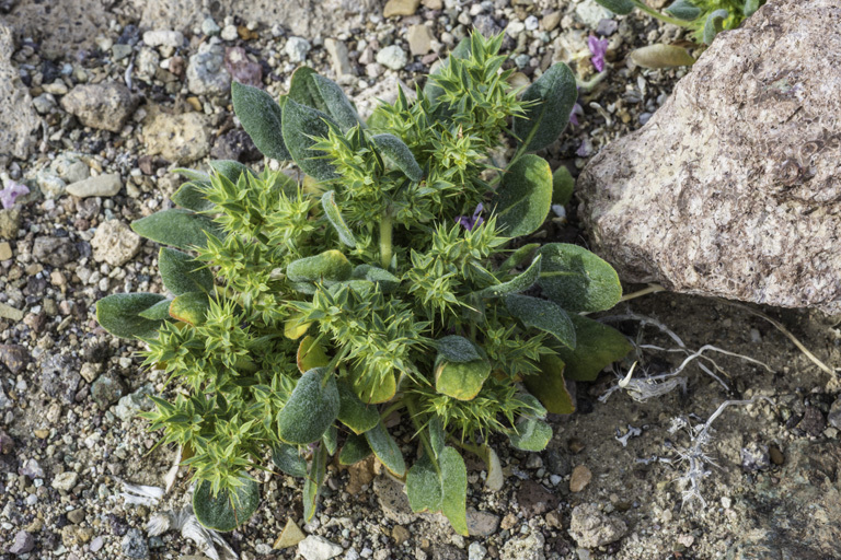 Image of devil's spineflower