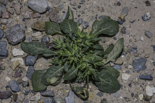 Image of devil's spineflower