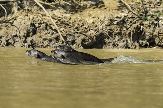 Image of Giant Brazilian Otter