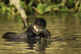 Image of Giant Brazilian Otter