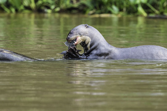 Image of Giant Brazilian Otter