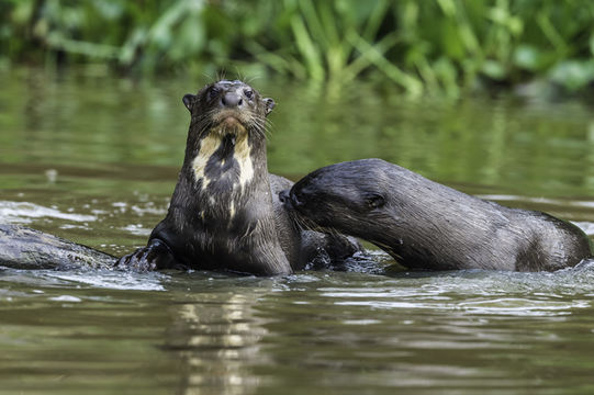 Image of Giant Brazilian Otter