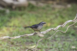 Image of Grayish Saltator