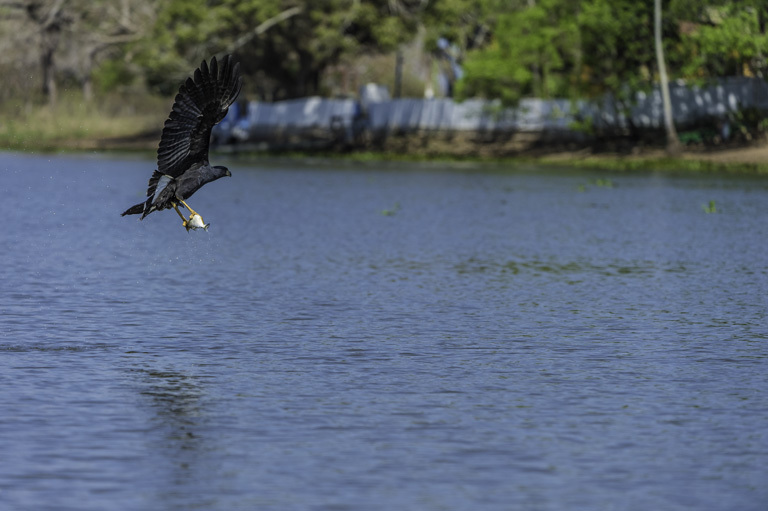 Image of Great Black Hawk