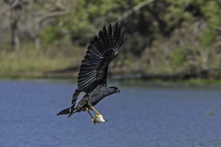 Image of Great Black Hawk