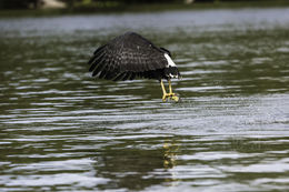 Image of Great Black Hawk