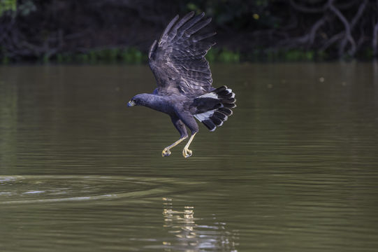 Image of Great Black Hawk