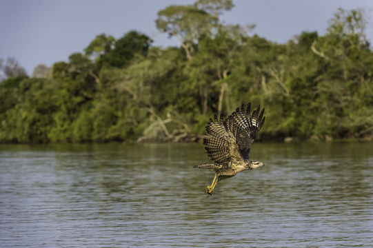 Image of Great Black Hawk