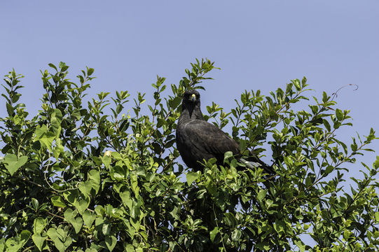 Imagem de Gavião-preto