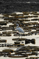 Image of Great Egret