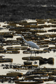 Image of Great Egret