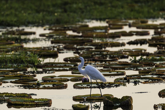 Image of Great Egret