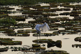 Image of Great Egret