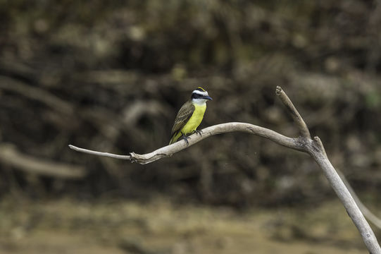 Pitangus sulphuratus (Linnaeus 1766)的圖片