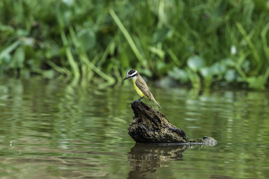 Image of Great Kiskadee