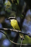 Image of Great Kiskadee