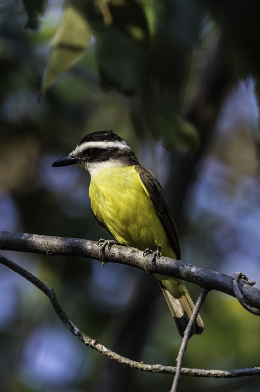 Pitangus sulphuratus (Linnaeus 1766)的圖片