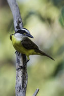 Image of Great Kiskadee