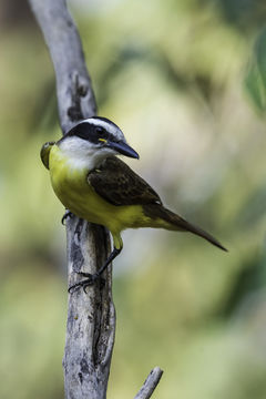 Pitangus sulphuratus (Linnaeus 1766)的圖片