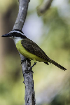 Image of Great Kiskadee