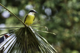 Image of Great Kiskadee