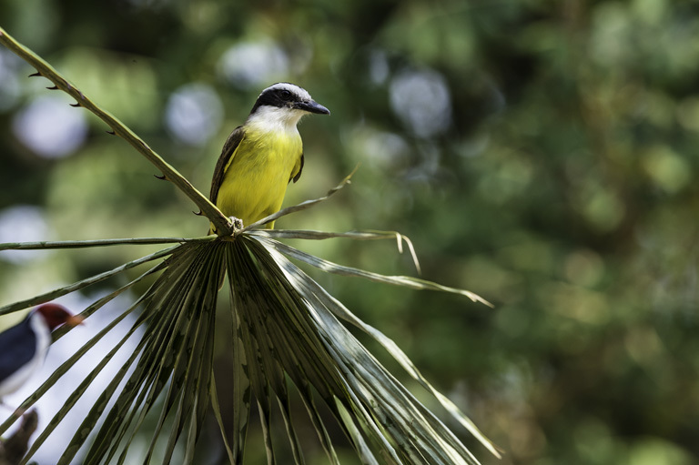 Image of Great Kiskadee