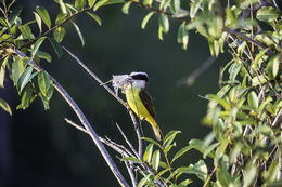 Pitangus sulphuratus (Linnaeus 1766)的圖片