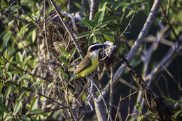 Pitangus sulphuratus (Linnaeus 1766)的圖片