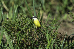 Image of Great Kiskadee