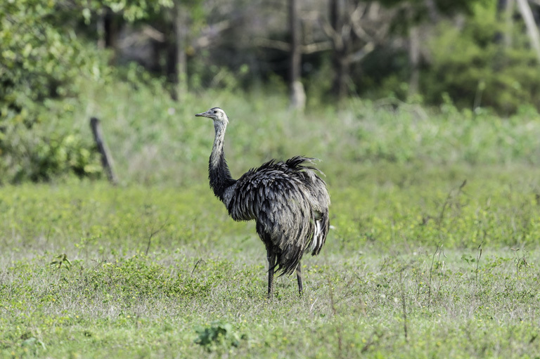 Image of Common Rhea