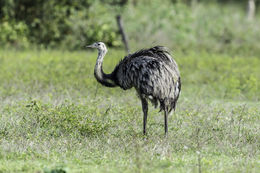 Imagem de Rhea americana (Linnaeus 1758)