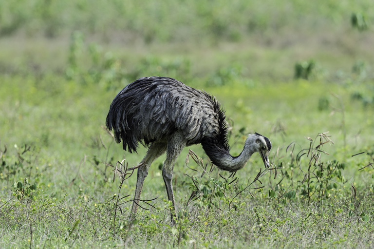 Image of Common Rhea