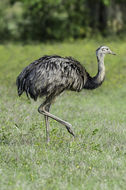 Image of Common Rhea